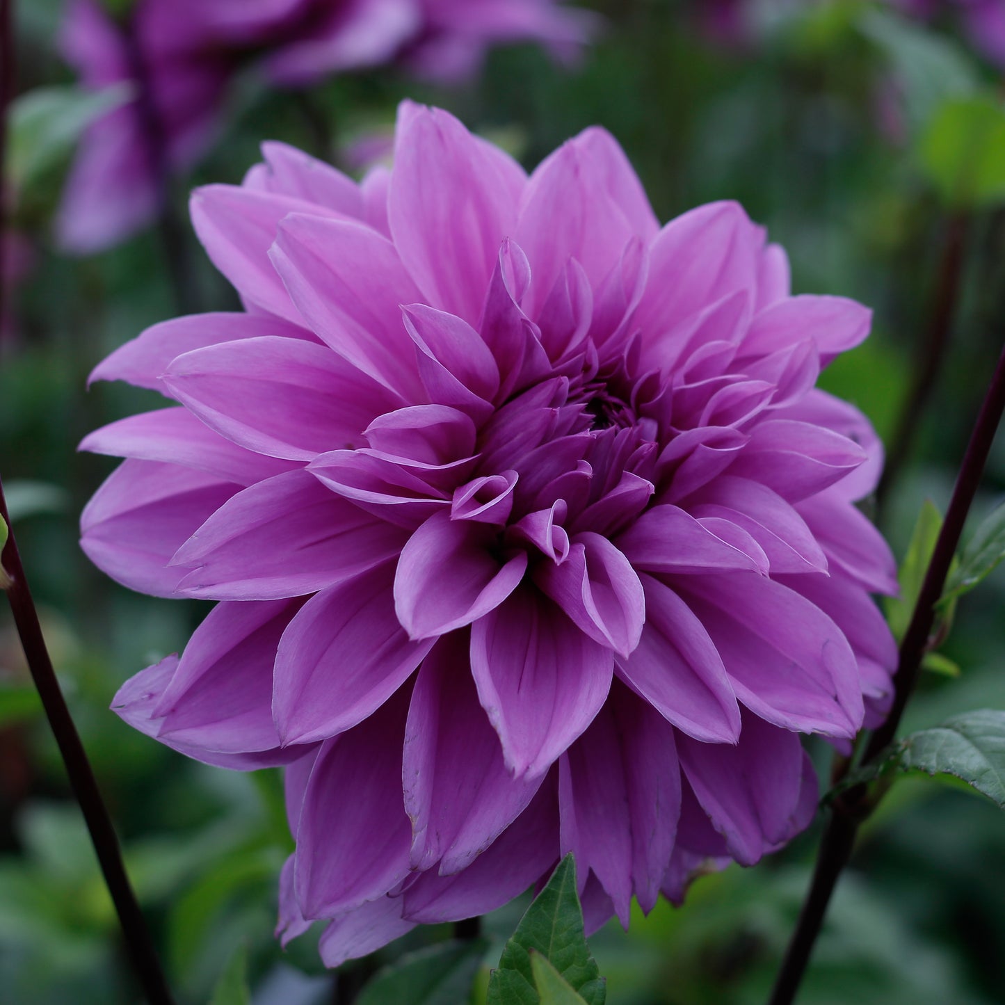 lilac time, dahlias, dahlia tubers