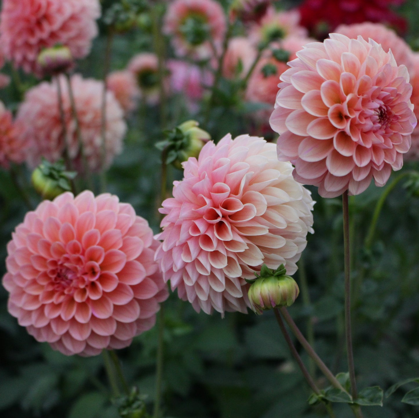 lindas baby, dahlias, dahlia tubers