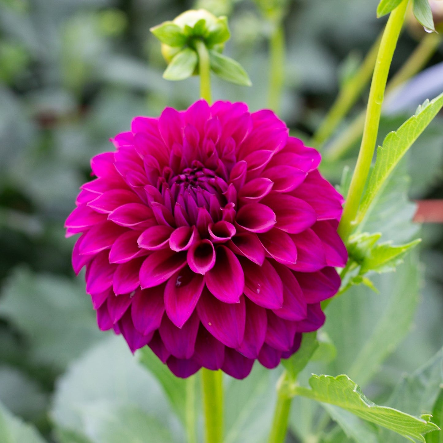 mr jimmy, dahlias, dahlia tubers