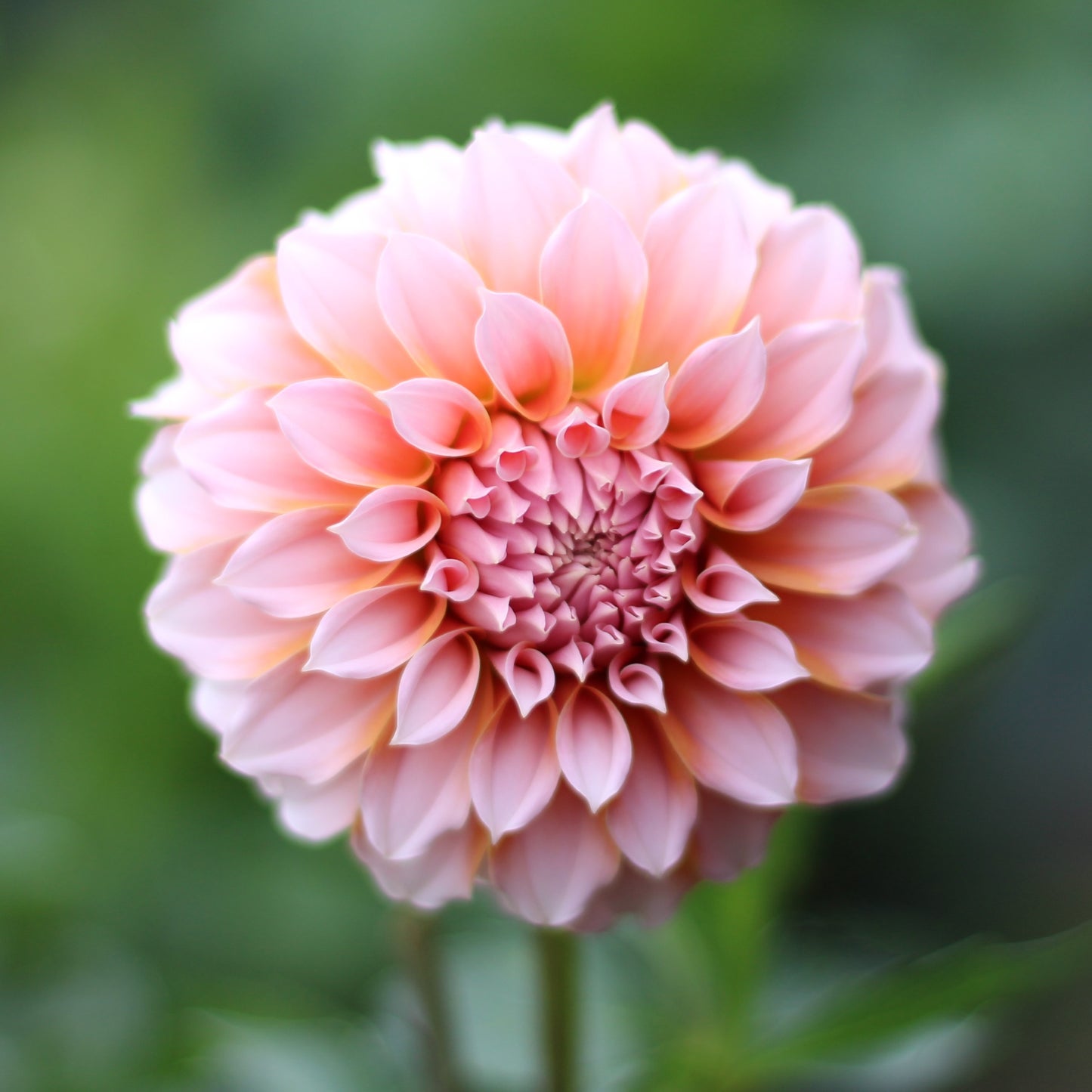 peaches n cream, dahlias, dahlia tubers