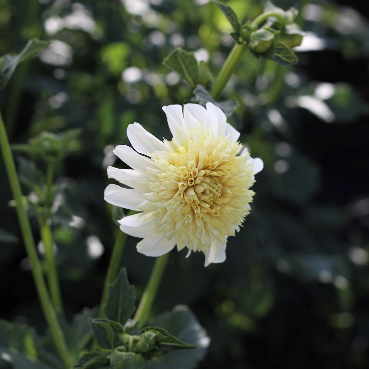 platinum blonde, dahlias, dahlia tubers