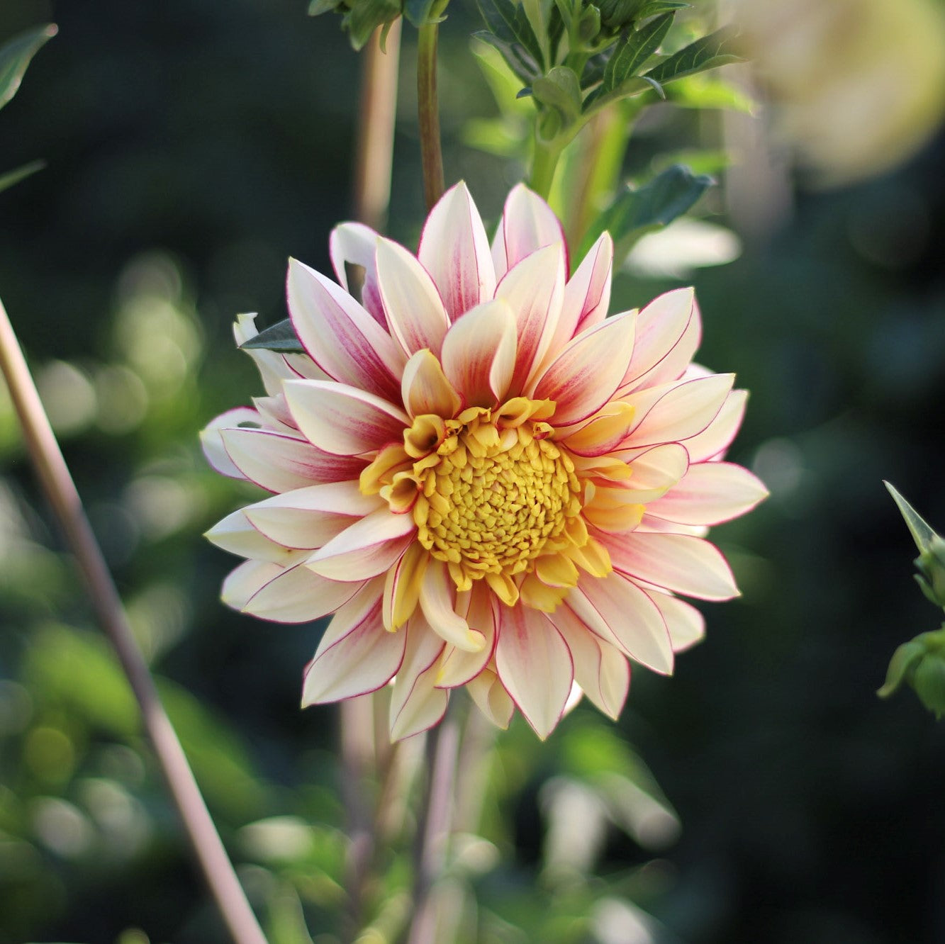 polka, dahlias, dahlia tubers