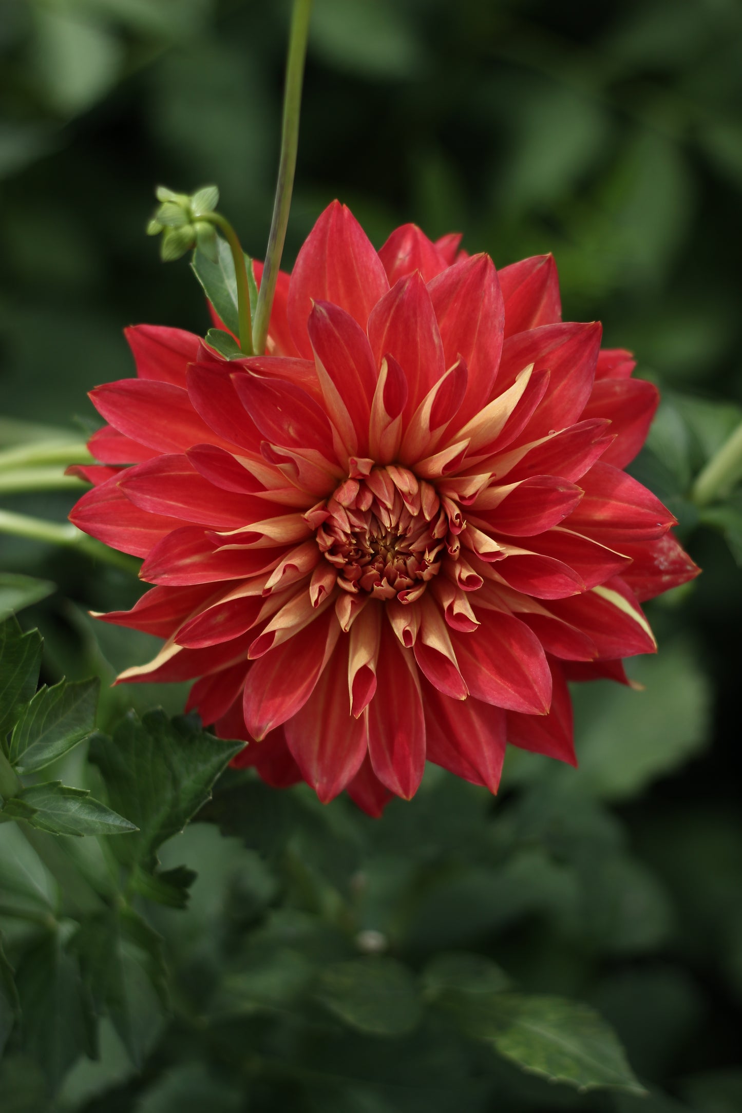punkin spice, dahlias, dahlia tubers