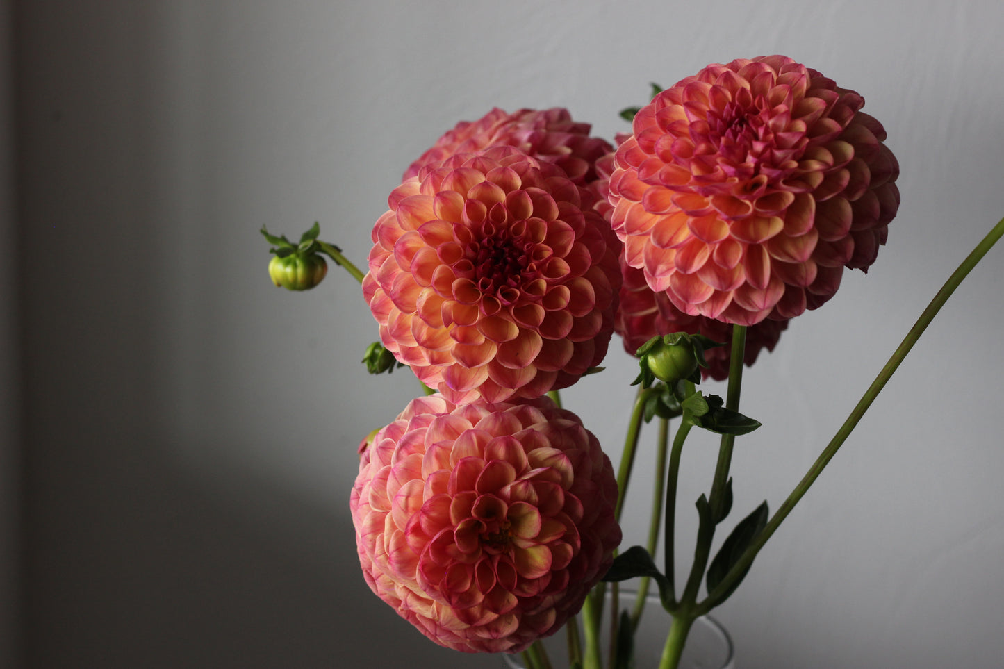 robin hood, dahlia, dahlia tubers