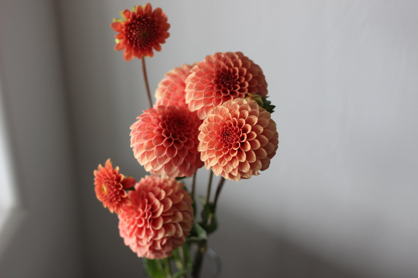 rose toscano, dahlia, dahlia tubers