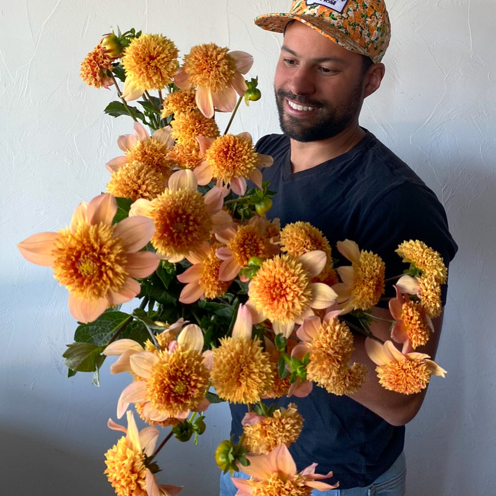 sandia brocade, dahlias, dahlia tubers