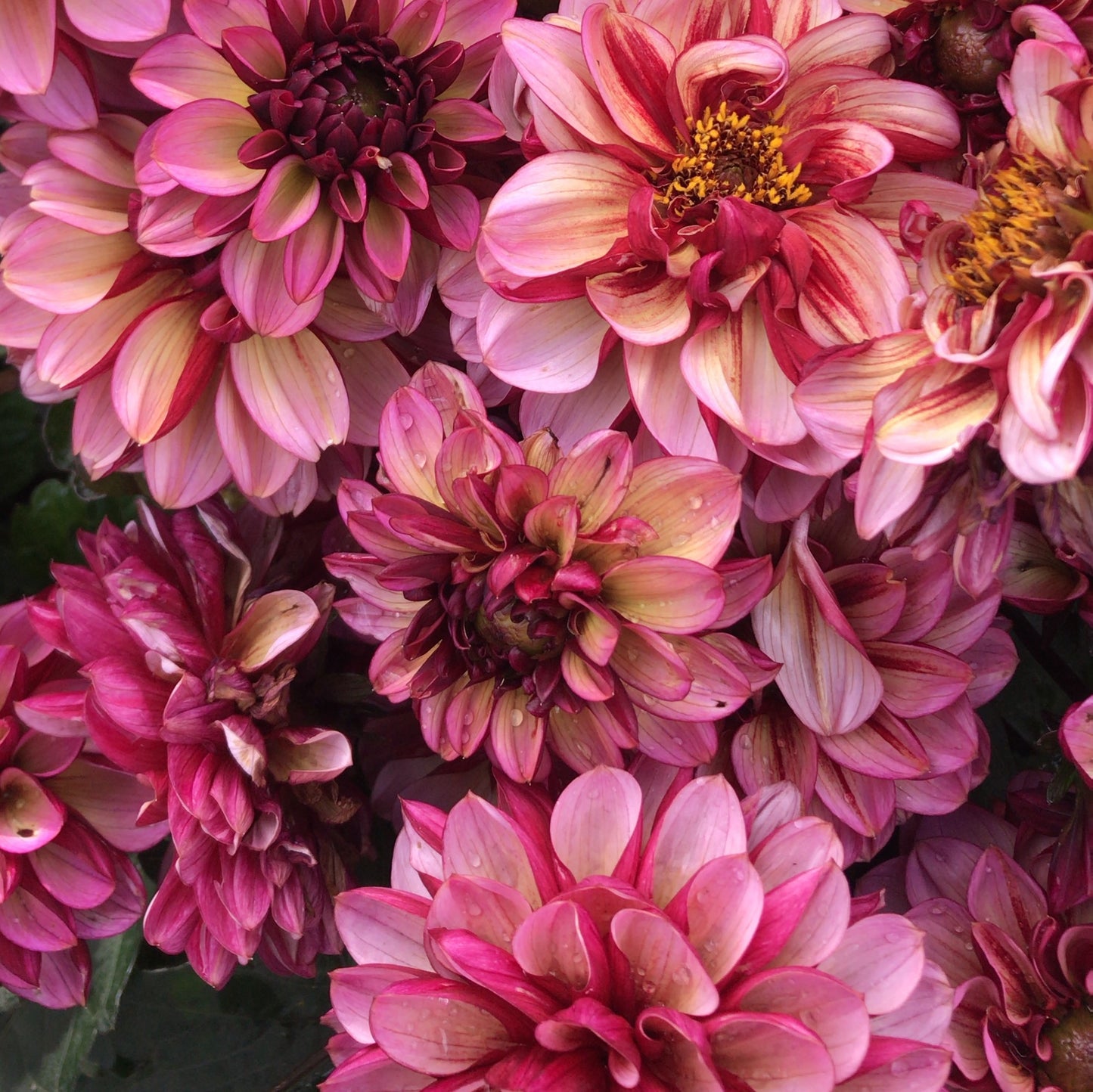 seniors hope, dahlia, dahlia tubers