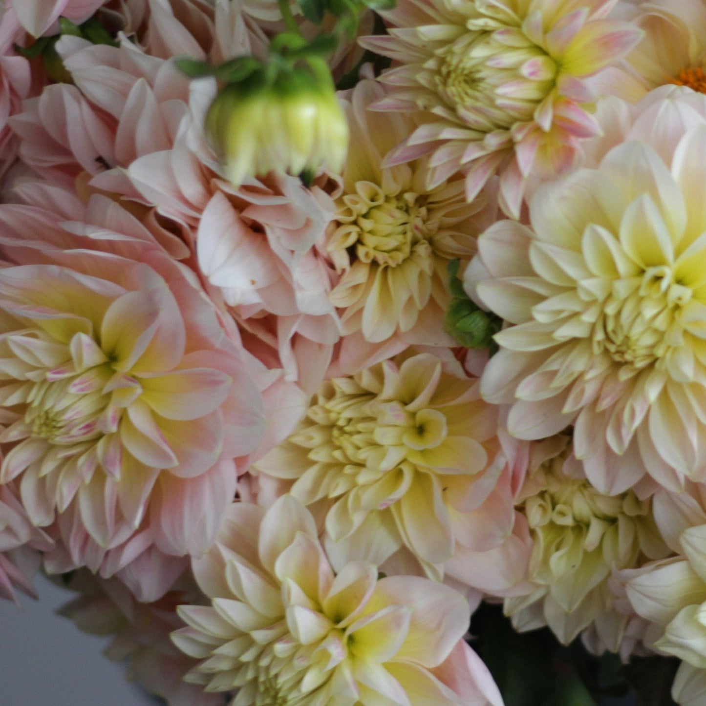 sheer heaven, dahlia, dahlia tubers