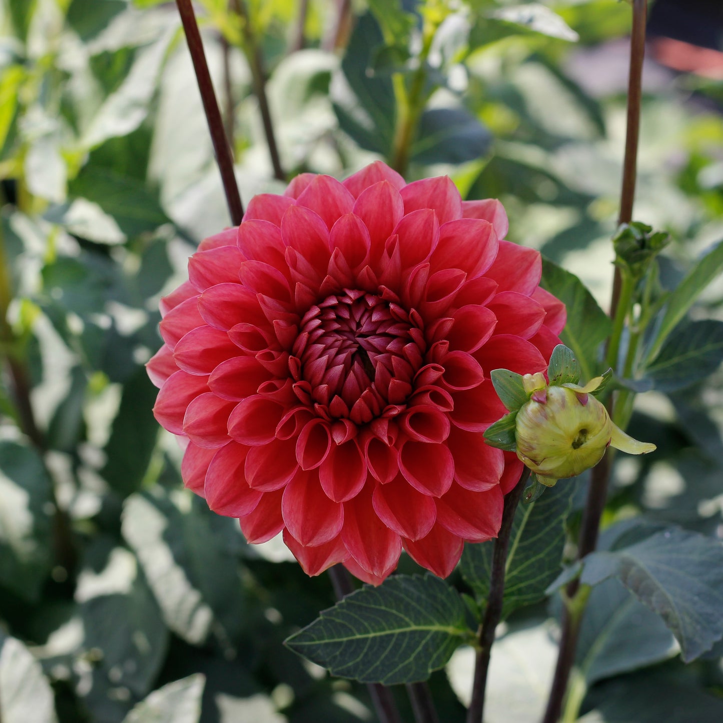 tempest, dahlia, dahlia tuber