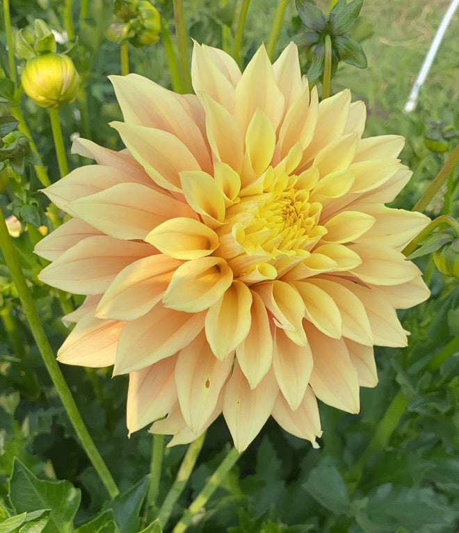 tyrell, dahlia, dahlia tubers