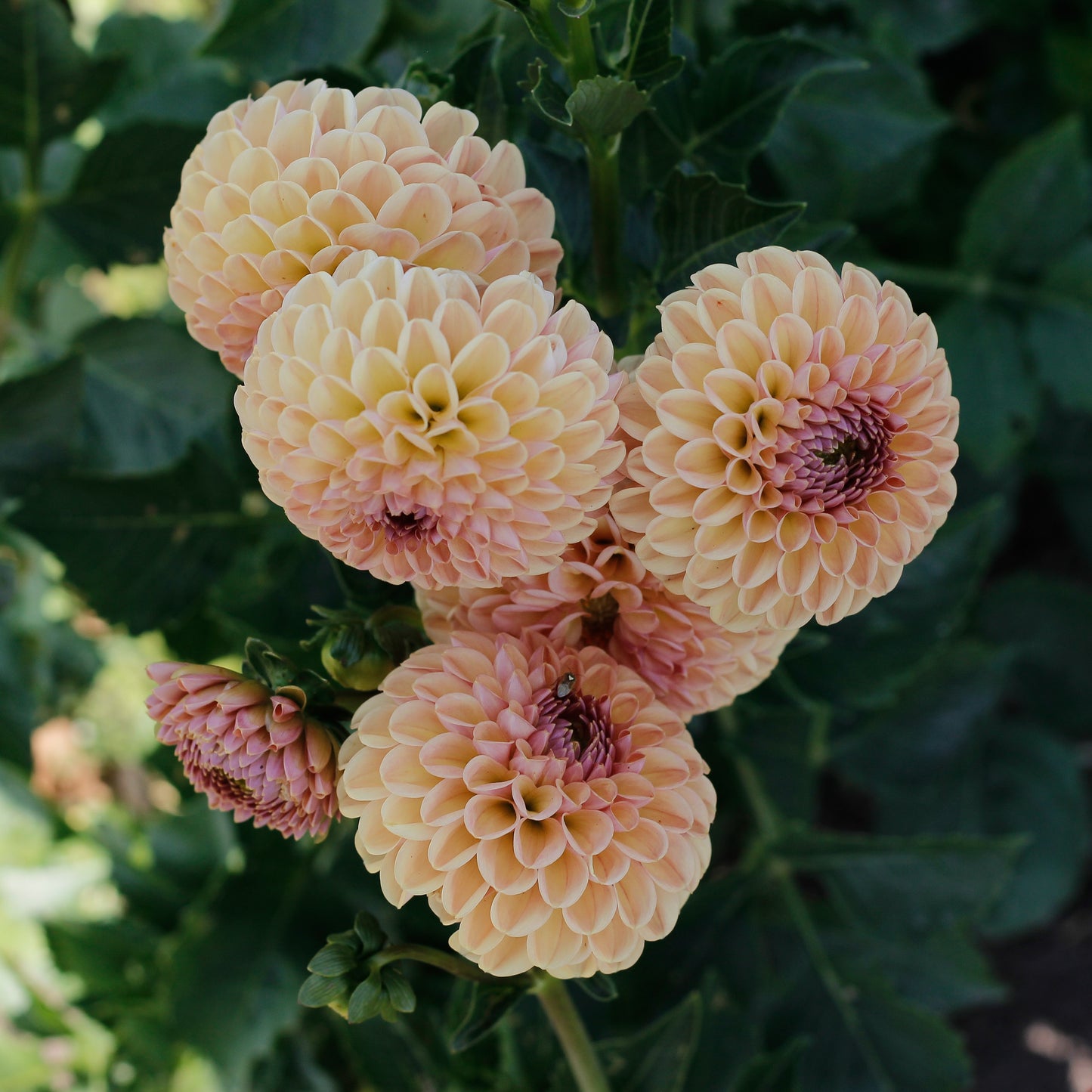 valley tawny, dahlias, dahlia tubers