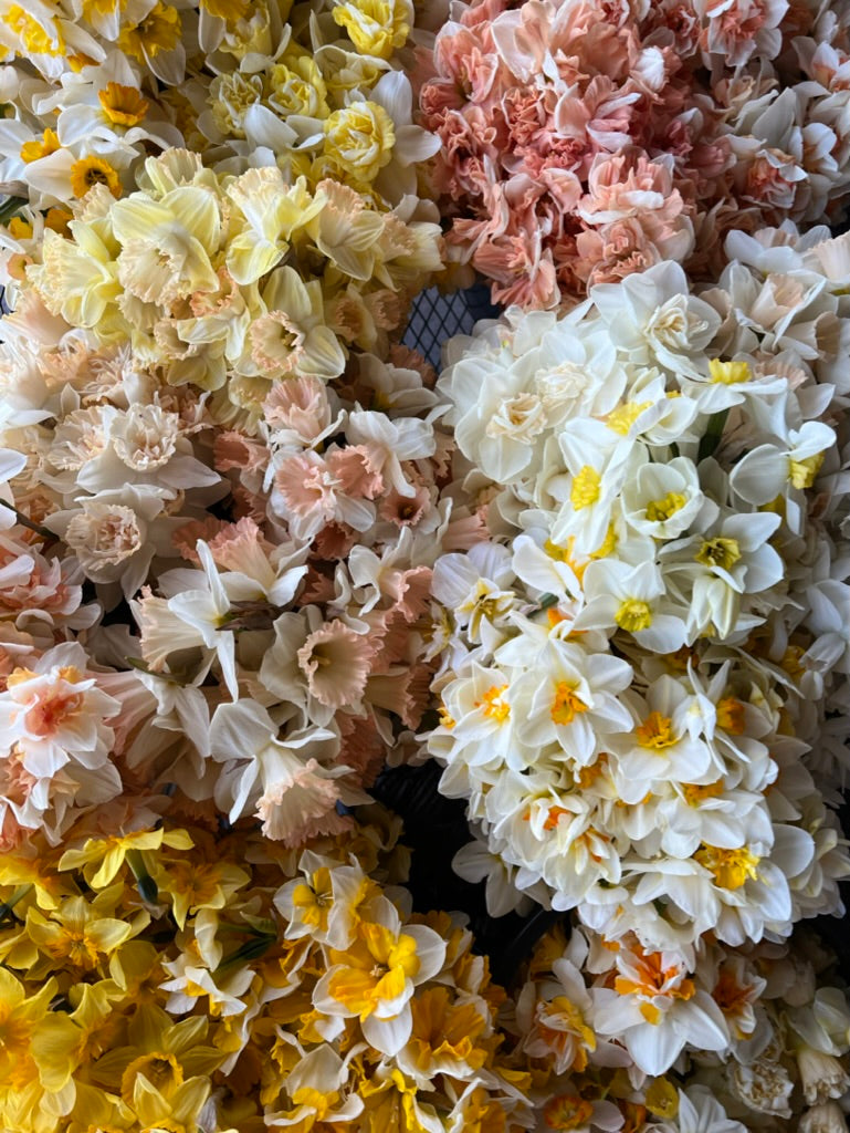 Bundle - Daffodil Dream 100-Bulb Bundle (5 Labeled Packs × 20)