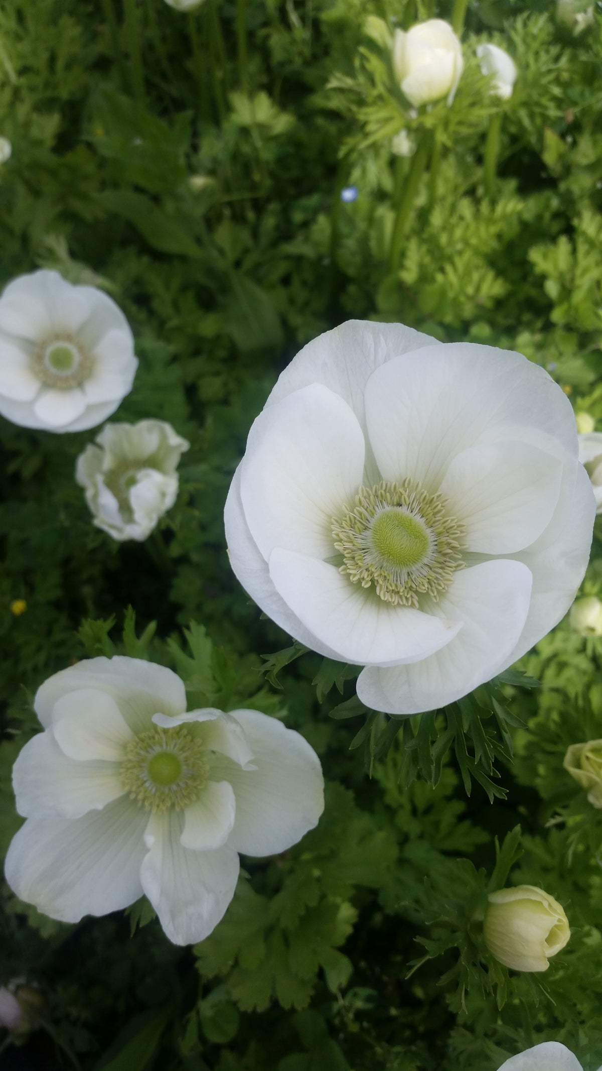 Anemone White and Green - Pack of 20