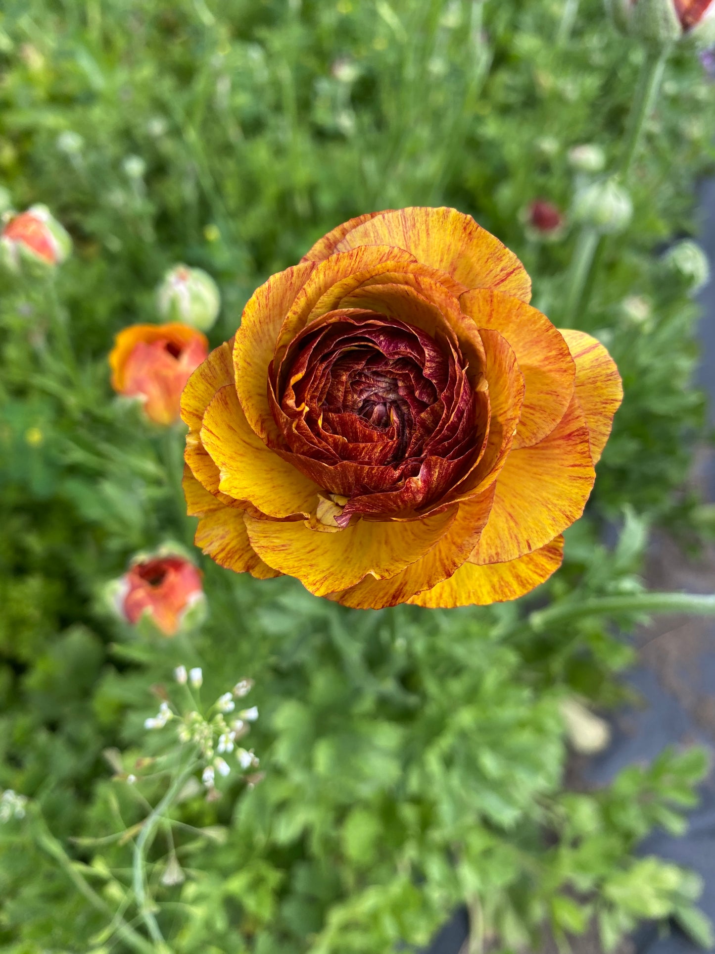 Ranunculus Cafe Pack of 20