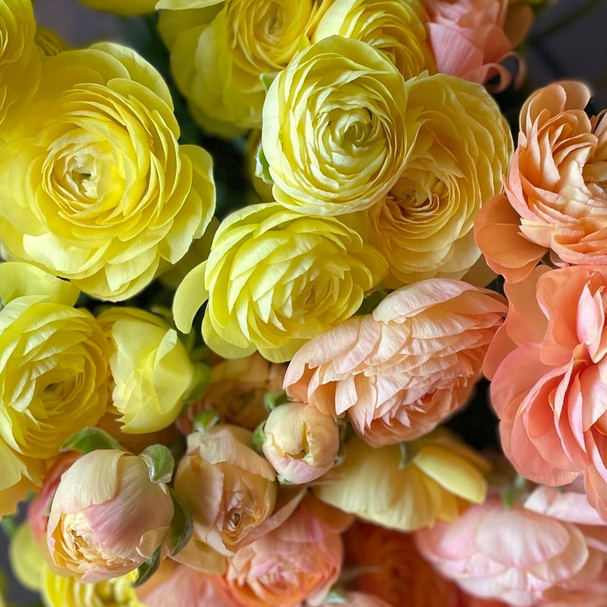 Ranunculus Pastel Lemon Pack of 20