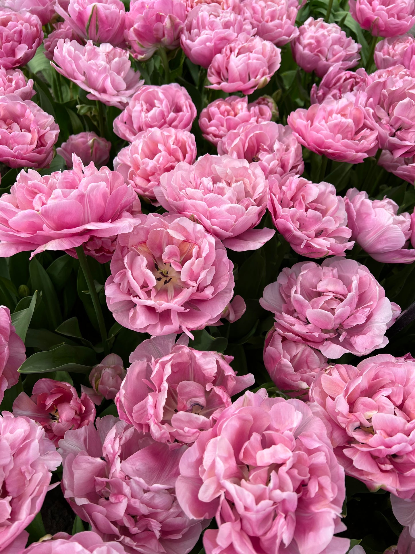 Tulip Amazing Grace - Pack of 20