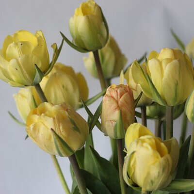 Tulip Akebono Pack of 20