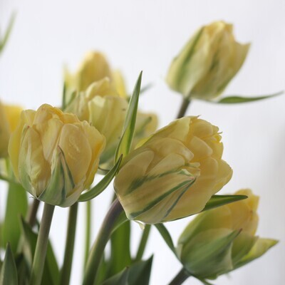 Tulip Akebono Pack of 20