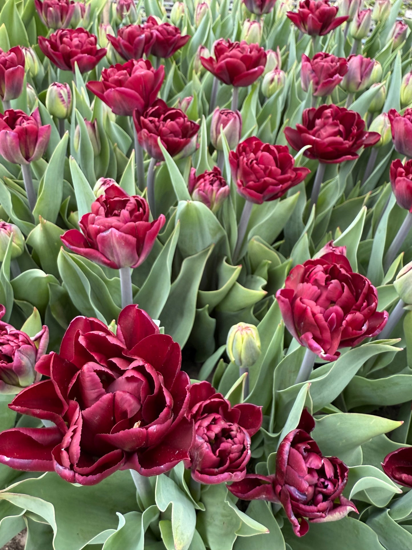 Tulip Alison Bradley - Pack of 20
