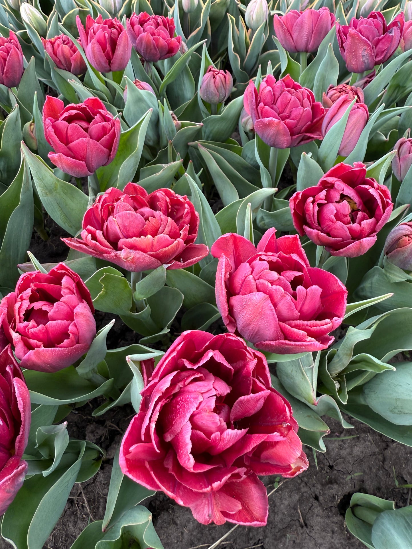Tulip Alison Bradley - Pack of 20