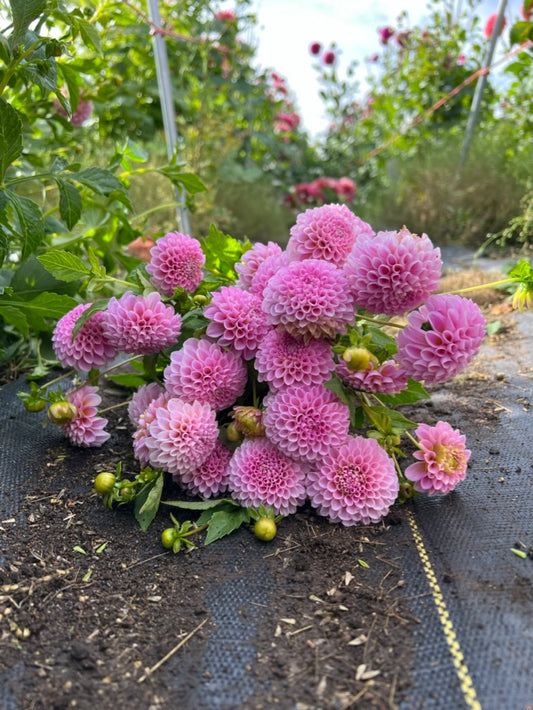 Betty Ann, dahlias, dahlia tubers
