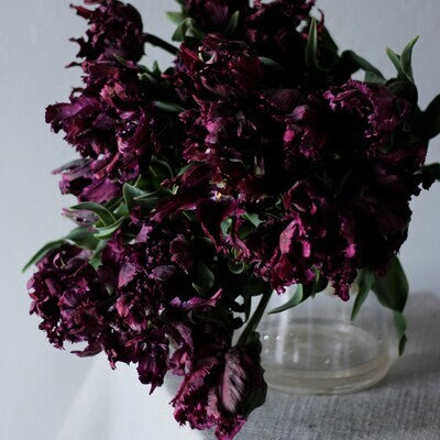 Tulip Black Parrot - Pack of 20
