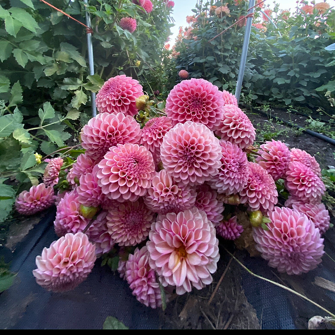 Bracken Rose USA