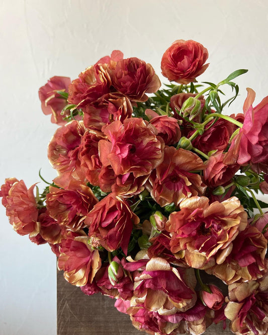 Ranunculus Butterfly Musa Pack of 5
