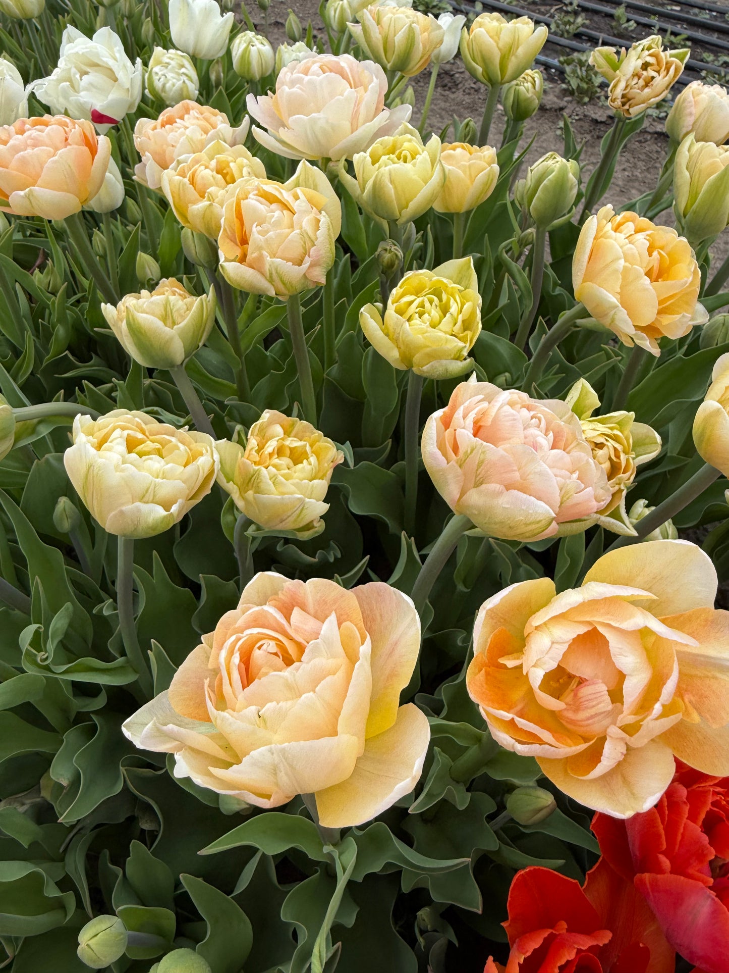 Tulip Charming Lady -  Pack of 20