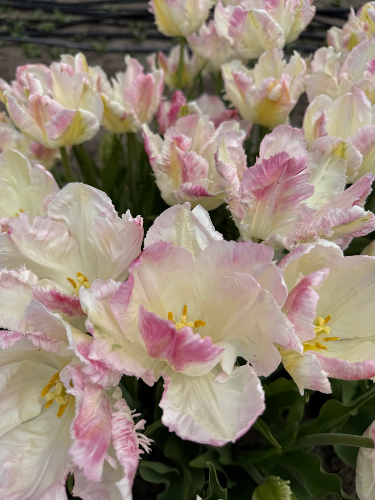 Tulip Cabanna -  Pack of 20
