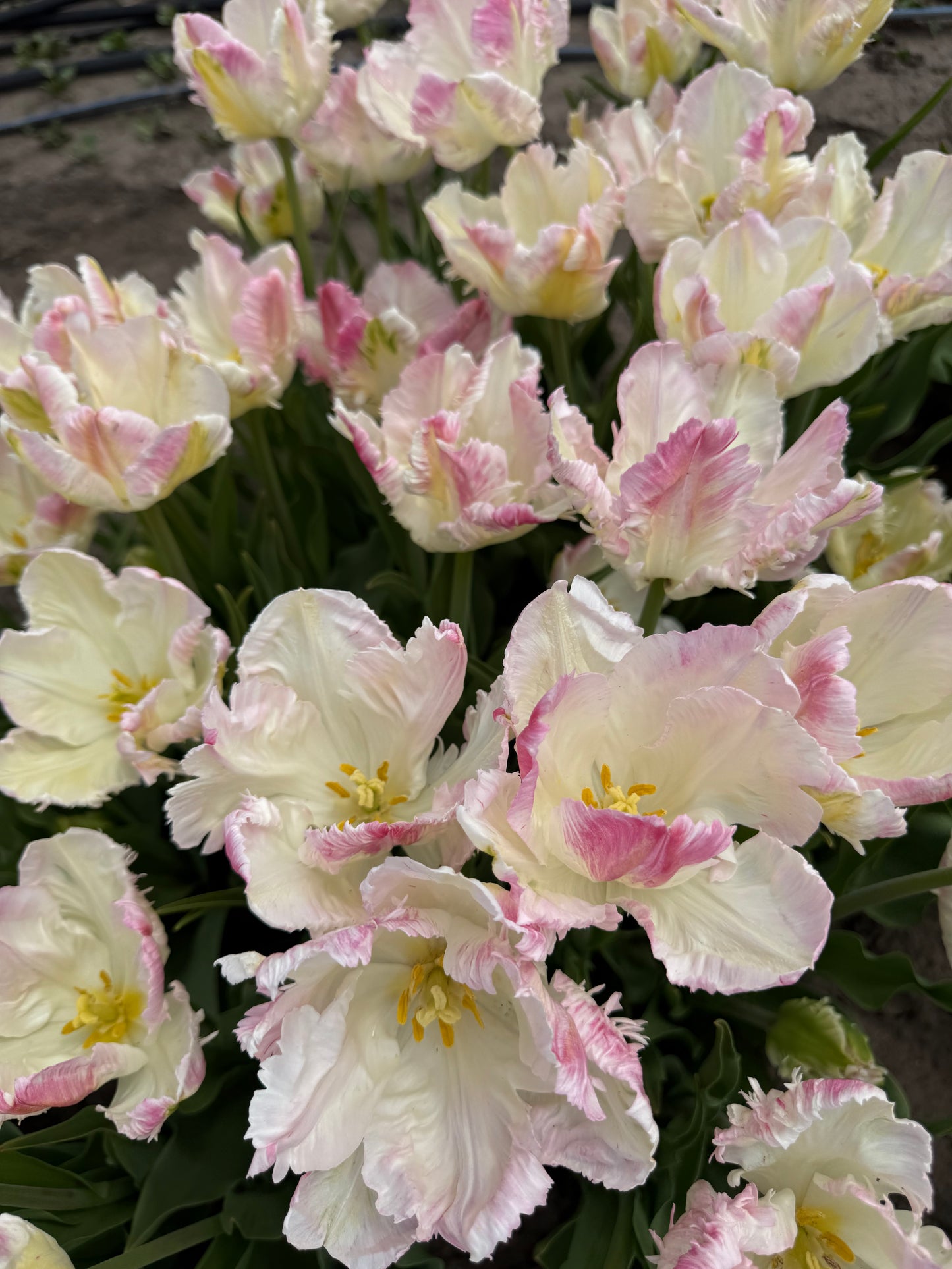 Tulip Cabanna -  Pack of 20