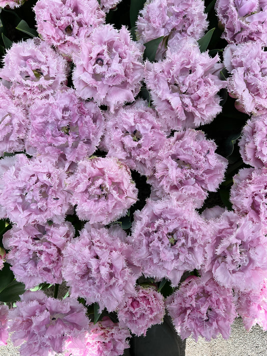 Tulip Cairns - Pack of 20