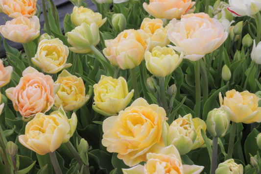 Tulip Charming Lady -  Pack of 20