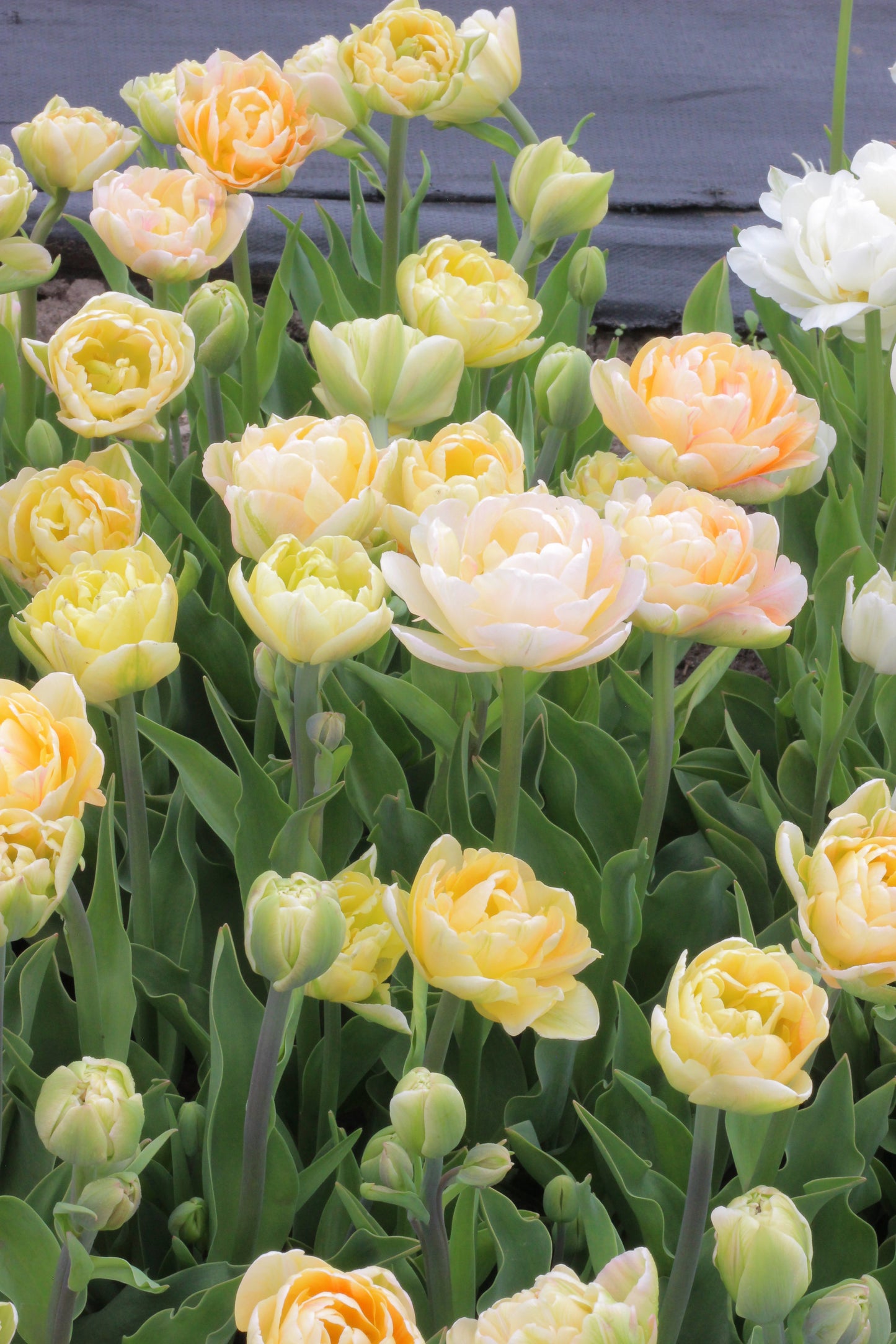 Tulip Charming Lady -  Pack of 20