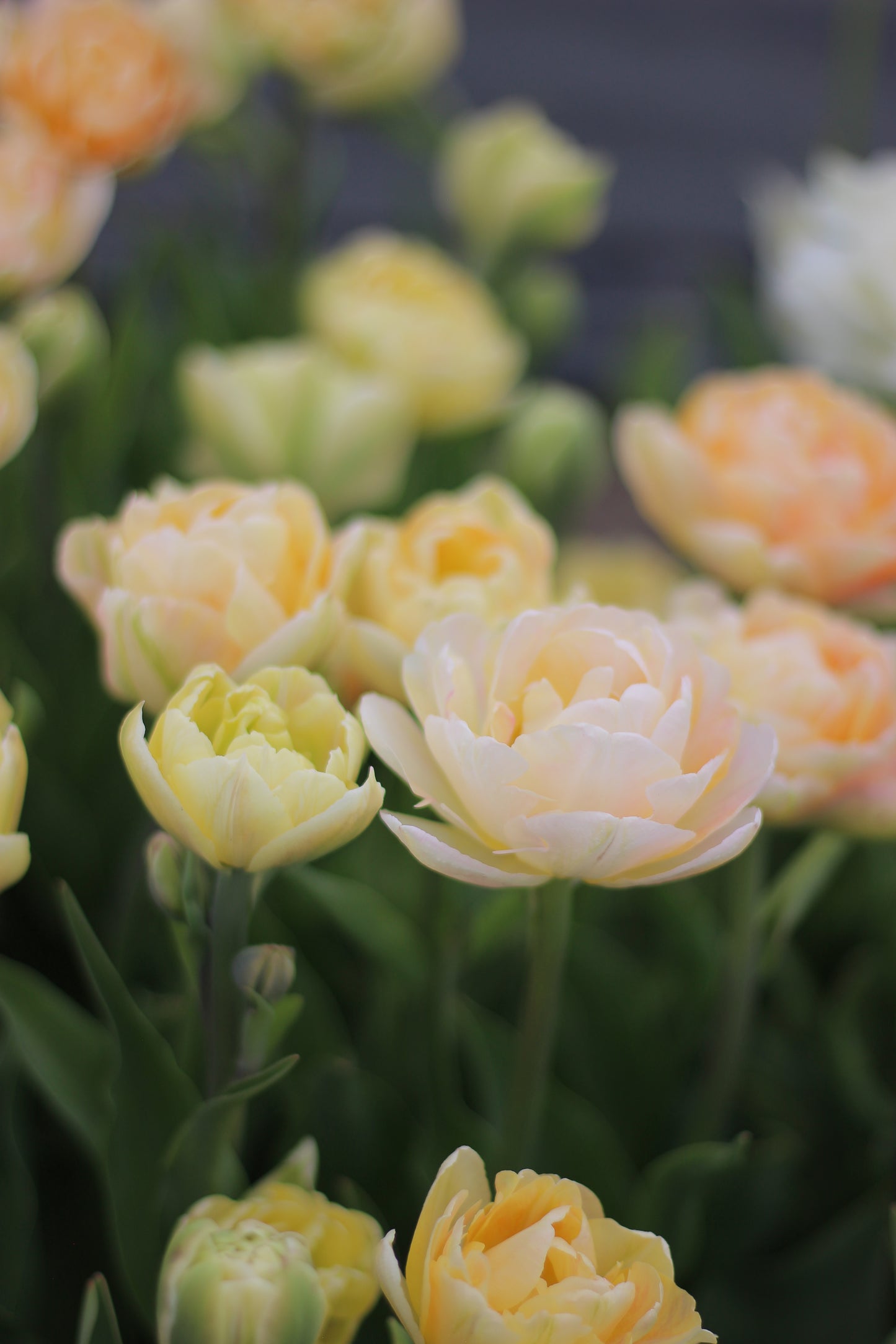 Tulip Charming Lady -  Pack of 20