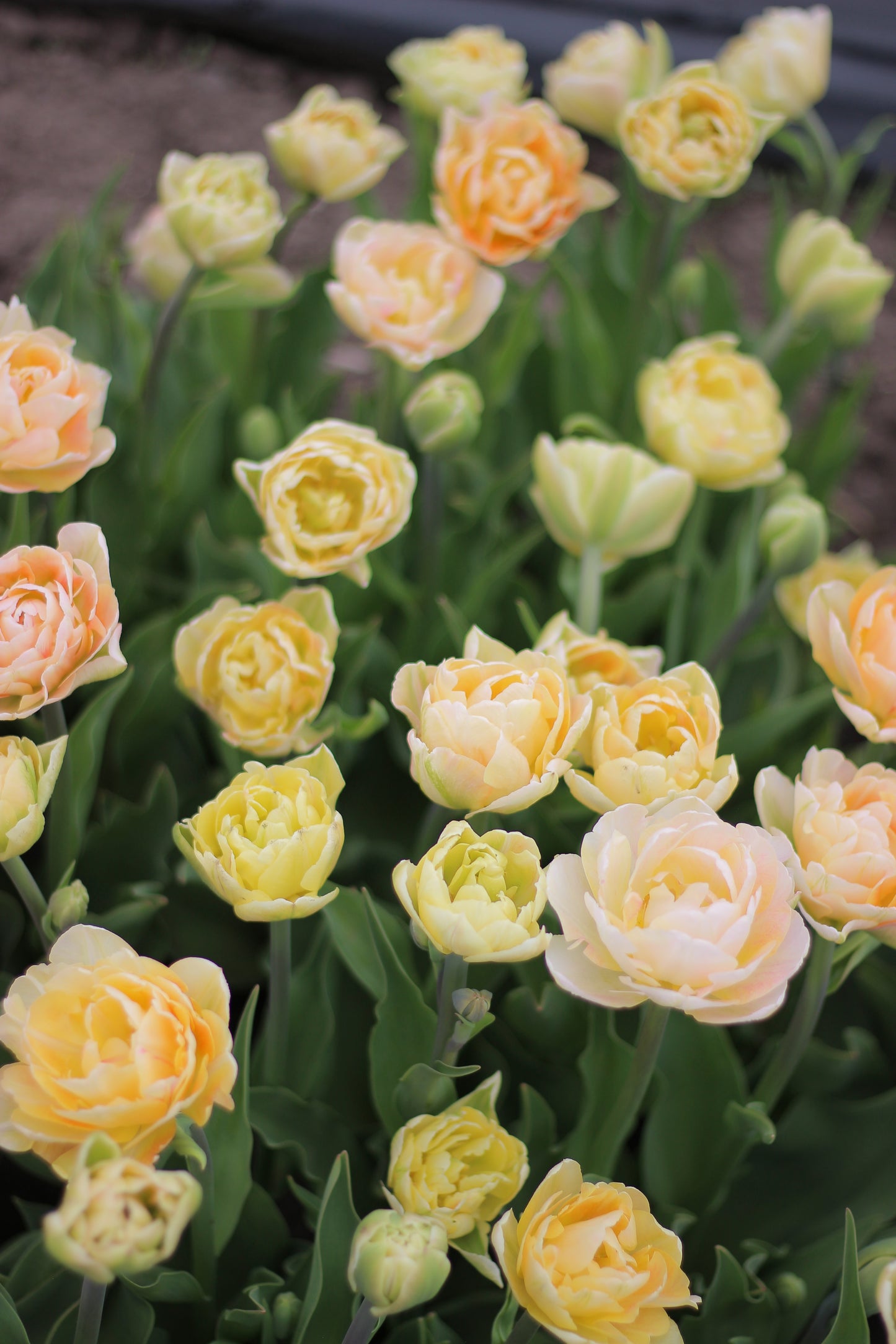 Tulip Charming Lady -  Pack of 20