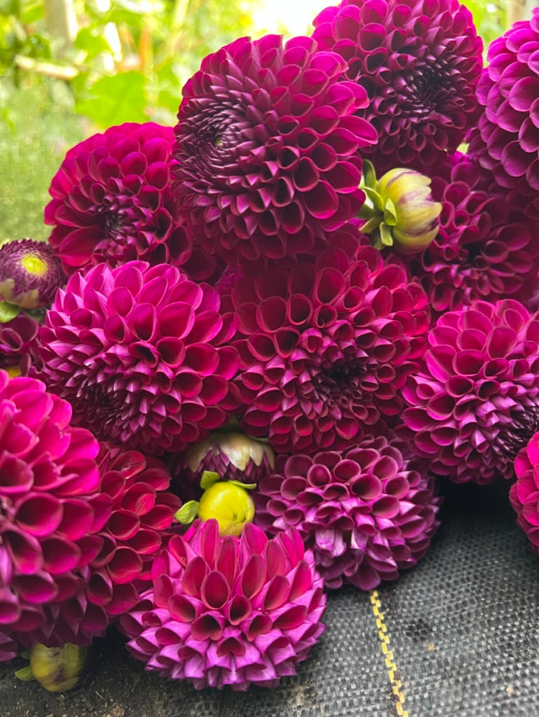 Dahlia Chimacum Zyair