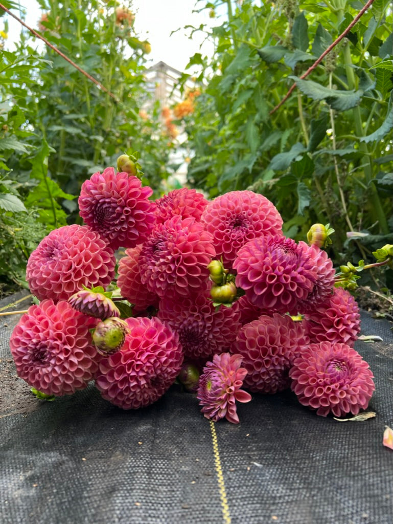 dahlias, dahlia tubers, clearview peachy