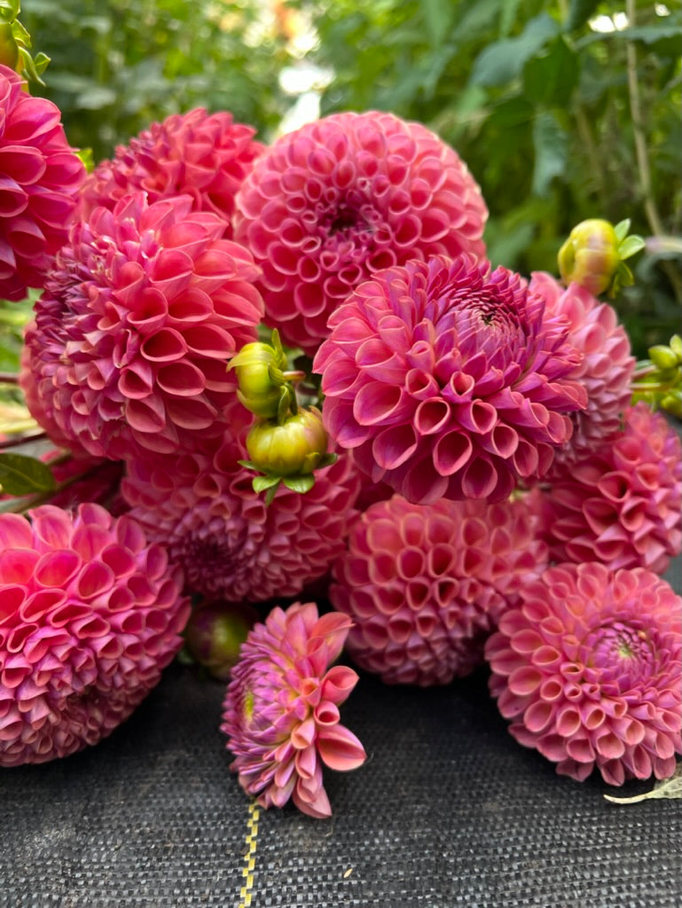 dahlias, clearview peachy, dahlia tubers