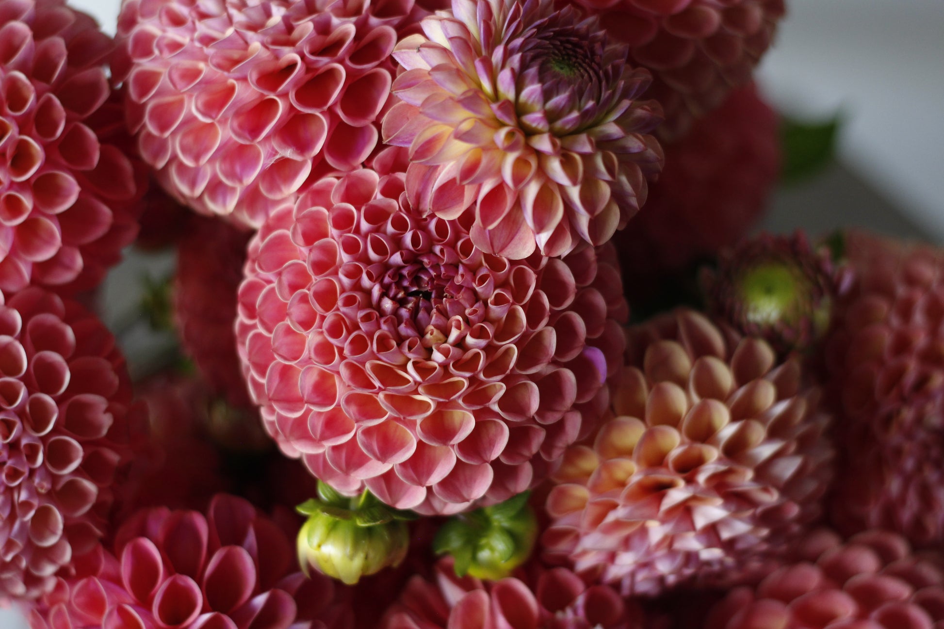 dahlias, dahlia tubers, clearview peachy