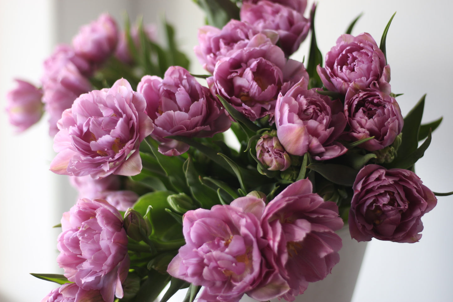 Tulip Double Price - Pack of 20