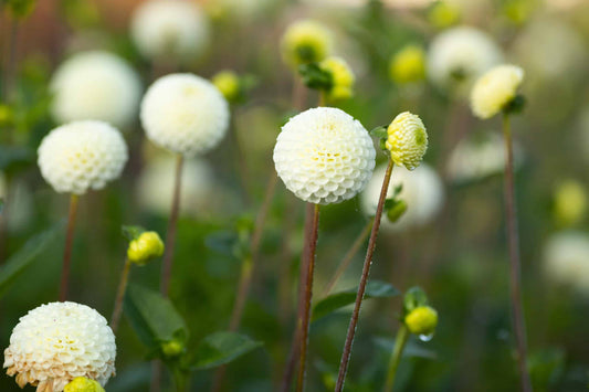 Dahlia Small World
