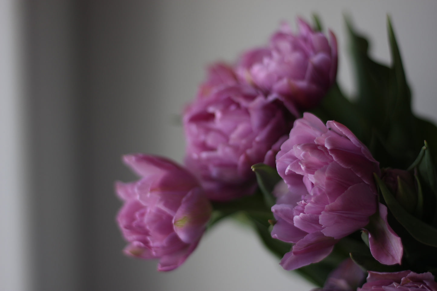 Tulip Double Price - Pack of 20