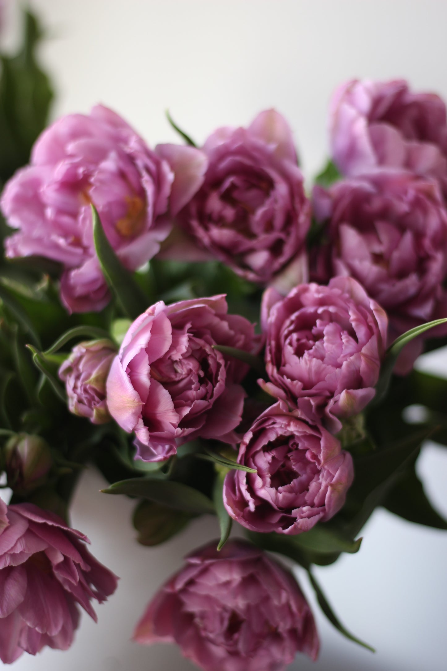 Tulip Double Price - Pack of 20