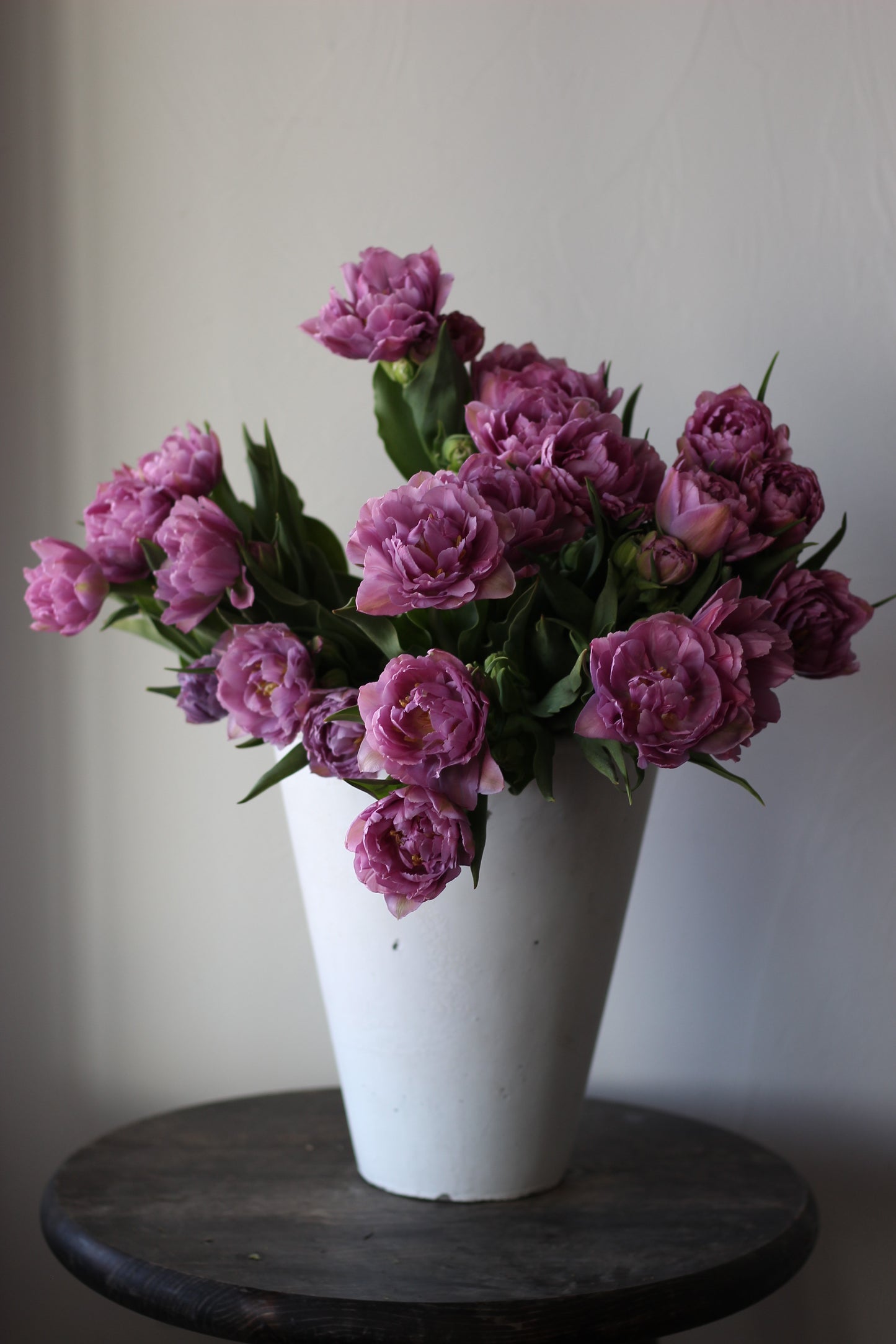 Tulip Double Price - Pack of 20