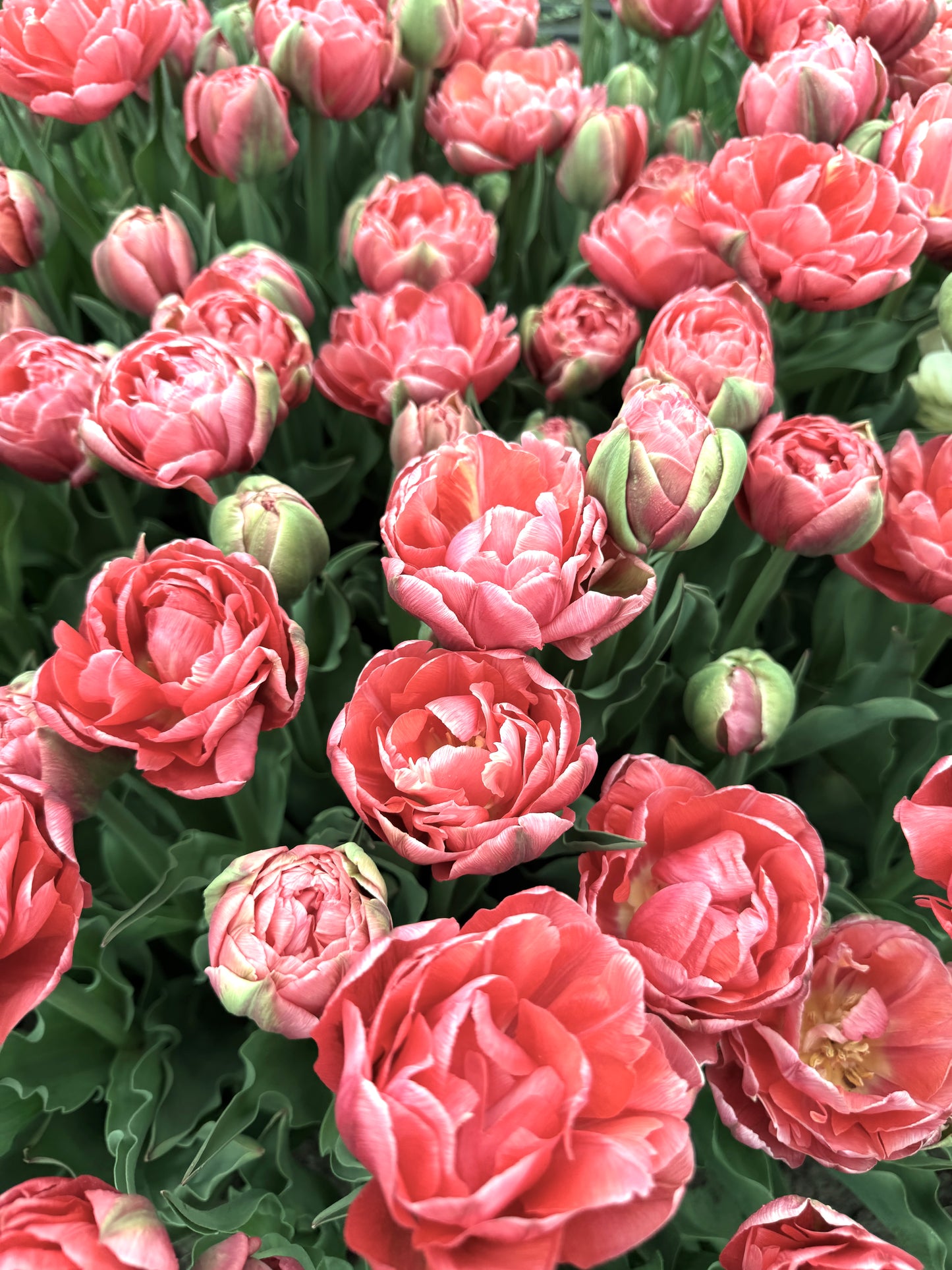 Tulip Etched Salmon - Pack of 20