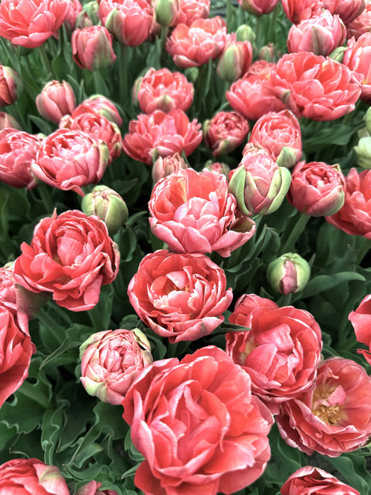 Tulip Etched Salmon - Pack of 20