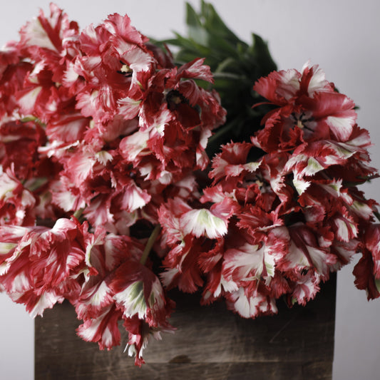 Tulip Estella Rijnveld Pack of 20