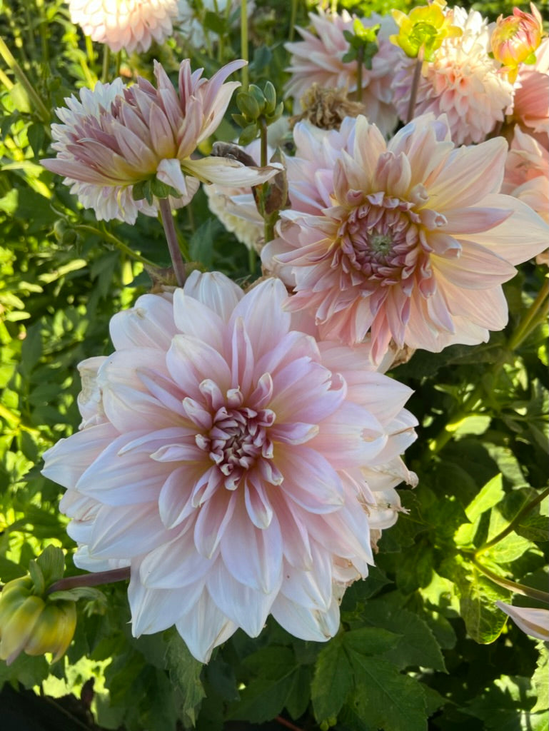 Fairway Pilot – The Flower Hat