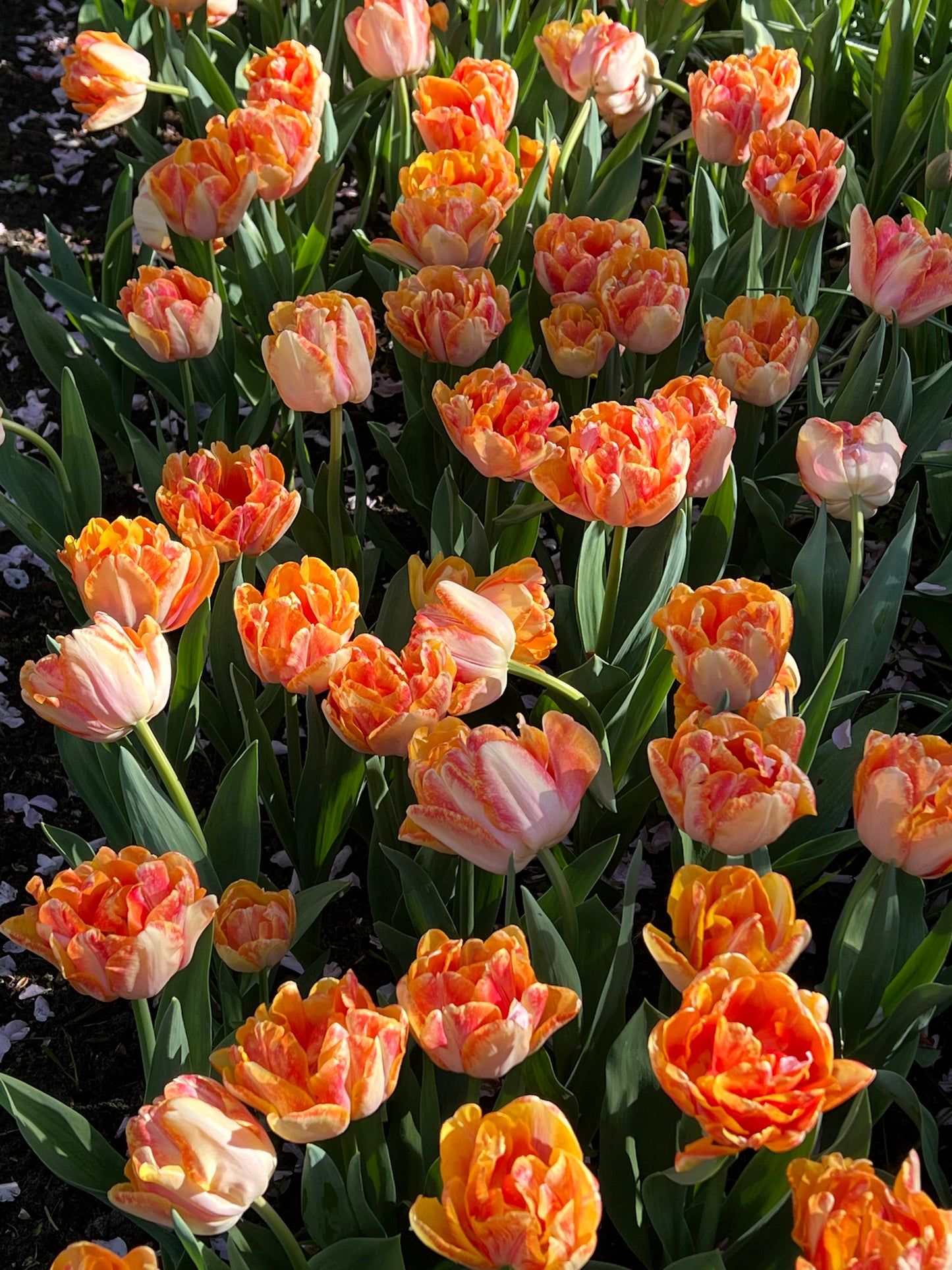 Tulip Foxy Foxtrot Pack of 20